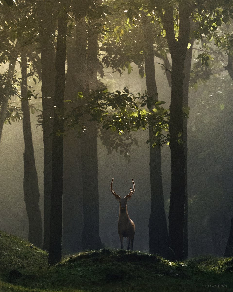 Forest Spirit 

#shaazjung <a href="/HMiyazaki_news/">Hayao Miyazaki</a>