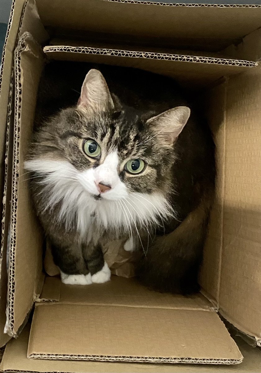 My lovely Kiki managed to find the smallest carton to squeeze into. I’ll have to keep this one from the recycle bin