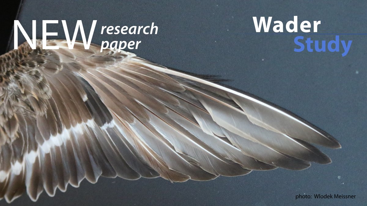 Research paper by Jackson & Underhill: Primary moult strategies in adult migrant waders (Charadrii) waderstudygroup.org/article/16435/ #ornithology #waders #shorebirds
