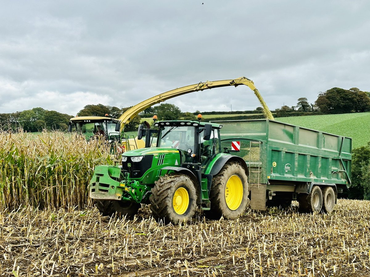 Maize 2022 has started at @pengellyfarms with 1100ac to clear over the next few weeks!

#harvest22 #anaerobicdigestion #biogas