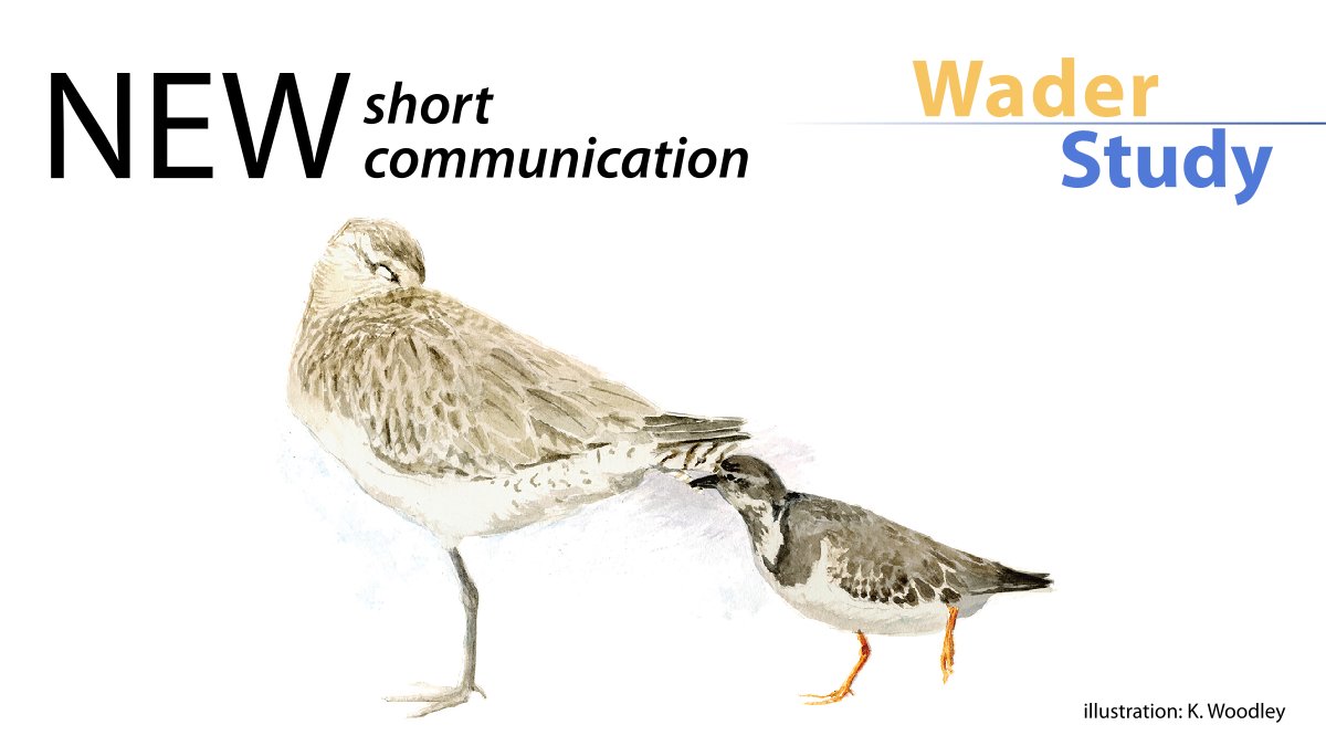 Short communication by Chris J. Hassell: Ruddy Turnstones feeding on ectoparasites? waderstudygroup.org/article/16276/ #ornithology #waders #shorebirds