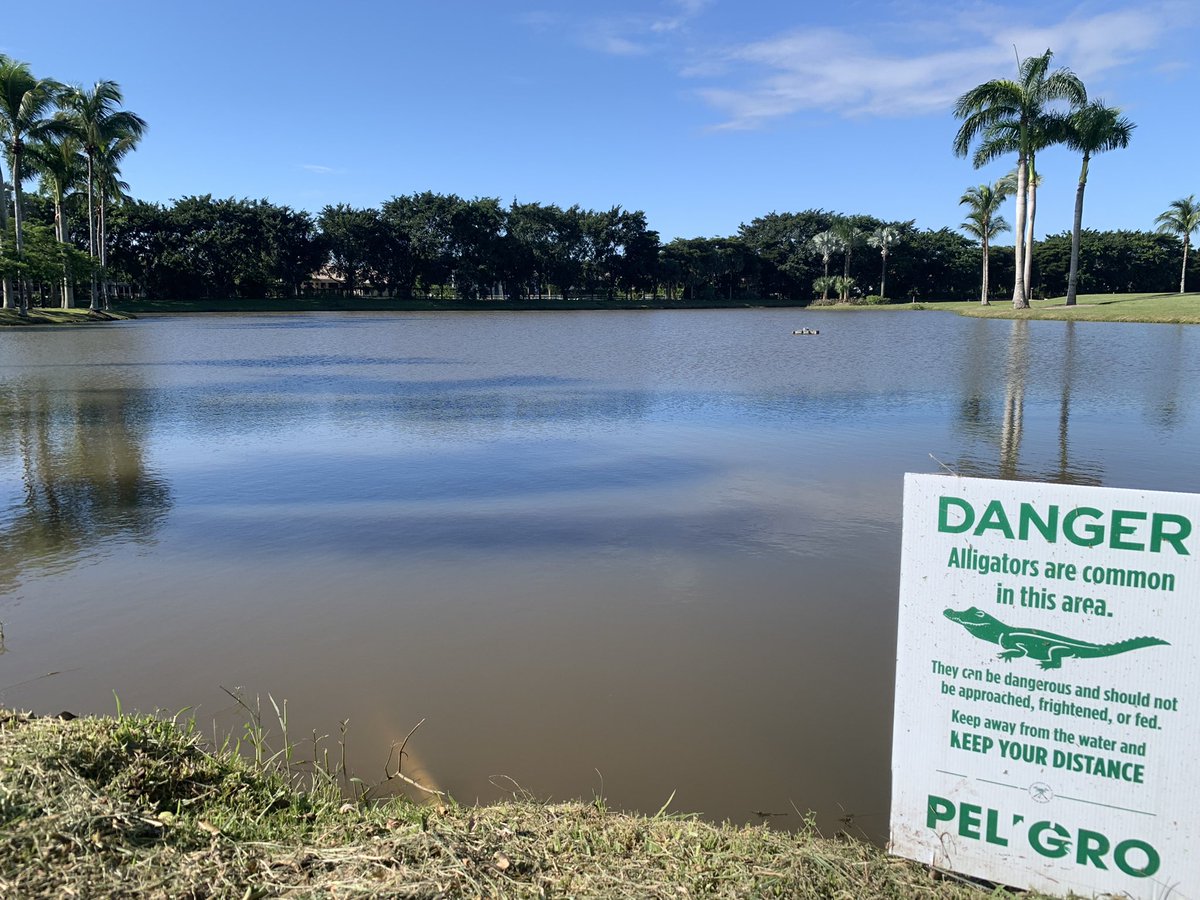 dv8mainstream's tweet photo. Office view for the day … yeah , when the gators come on to an active polo field , you know they are hungry…🦇😈 https://t.co/hGBH7r60PN