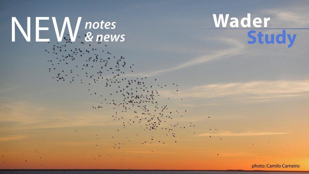 Notes & News, compiled by Gwenaël Quaintenne: waderstudygroup.org/article/16454/ #openaccess #waders #shorebirds #ornithology