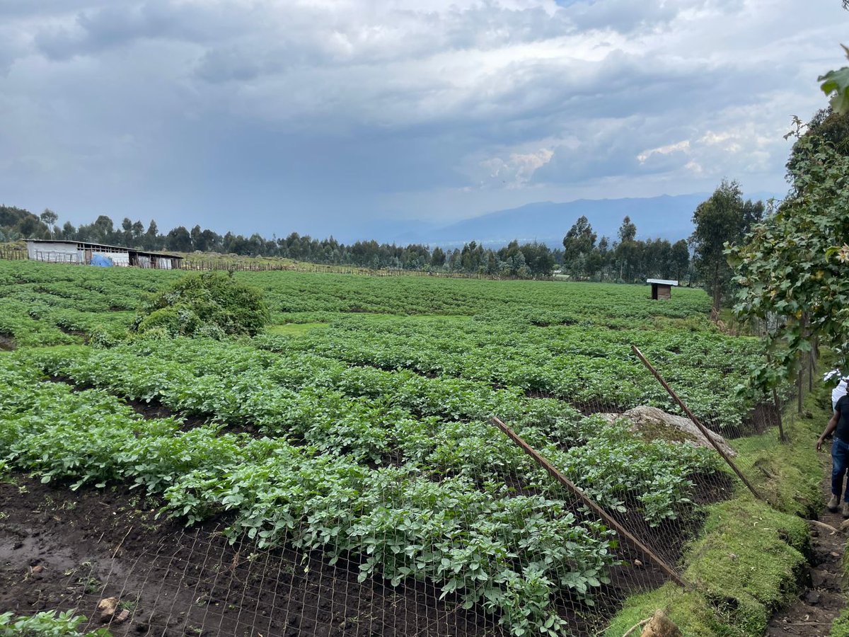 ingaboplant's tweet photo. #superfeed
#igisubizokubahinzi
@RwandaAgri @RwandaAgriBoard @HoReCo_Rw @RumbukaSeeds @FAORwanda @BellaFlowersRw https://t.co/ZBNxFiFEe3