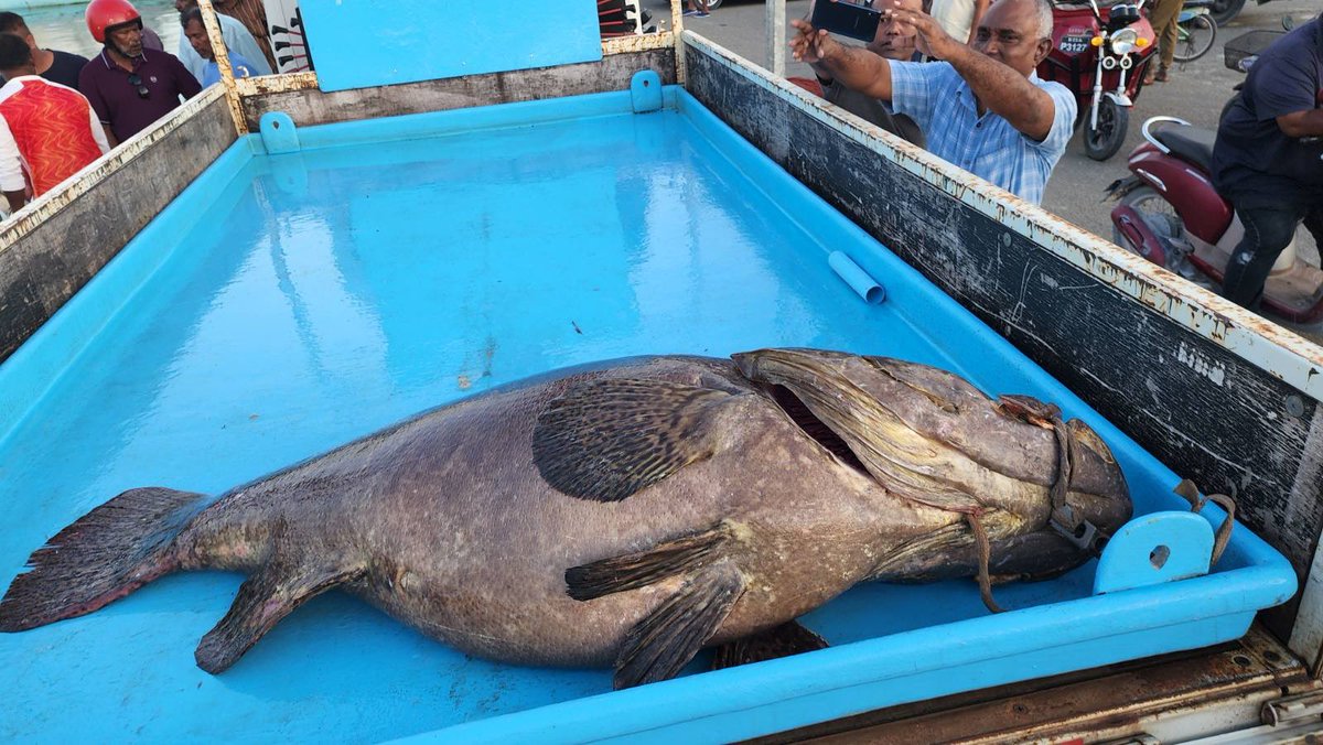 MasverinNews's tweet photo. 108 kg of grouper caught in #Addu. https://t.co/FQm0YIA4sK