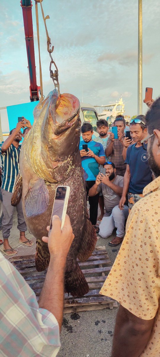 MasverinNews's tweet photo. 108 kg of grouper caught in #Addu. https://t.co/FQm0YIA4sK