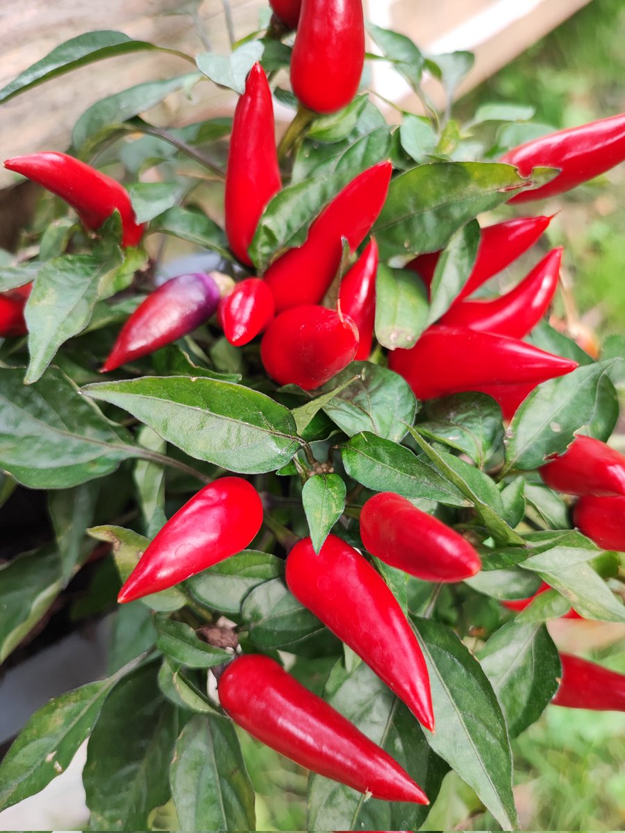 Zitrone1a's tweet photo. Lecker Chilli.... https://t.co/44lLxkOlJ1