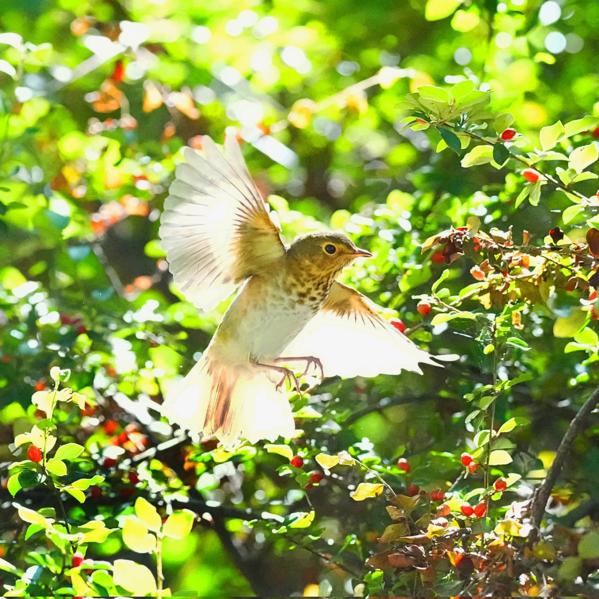 Swainson's Thrush at The magic bush of Seneca village friday ,Central park.

#birdcpp #birdsinflight #flyingbirds  #birds_in_flight #swainsonsthrush @BirdCentralpark  #thrush