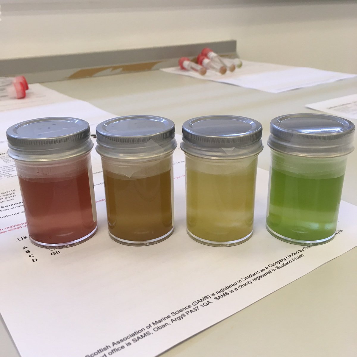 CCAP_Oban's tweet photo. A rainbow of cultures going to one of our customers today 🌈

Four #aquaculture strains, from L-R
CCAP 995/2 Rhinomonas reticulata var. reticulata
CCAP 927/14 Tisochrysis lutea
CCAP 931/1 Diacronema lutheri
CCAP 8/6 Tetraselmis chui

#allaboutalgae @nercscience @SAMSoceannews https://t.co/TR5scTbWOR