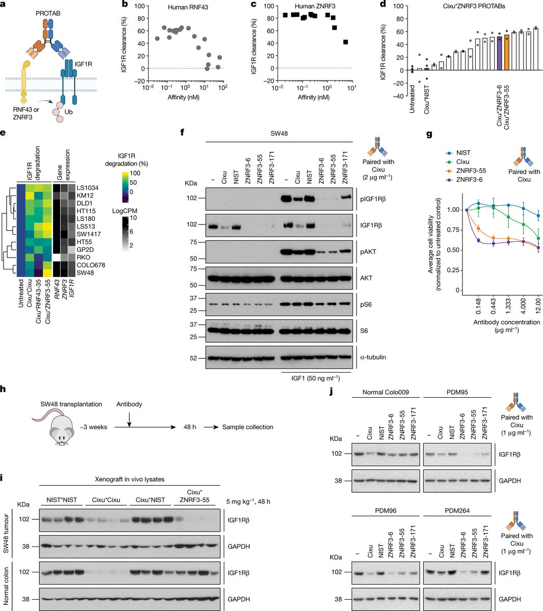 InnovOncology's tweet photo. Proteolysis-targeting antibodies (PROTABs), using bispecific antibodies to induce proximity between surface E3s (RNF43 or ZNRF3) and membrane POIs (IGF1R), lead to target internalization and degradation. #PROTAB #PROTAC #TrimAway #LYTACs
@Nature. https://t.co/hf7yaFpgp7 https://t.co/Ts1ljd04wJ