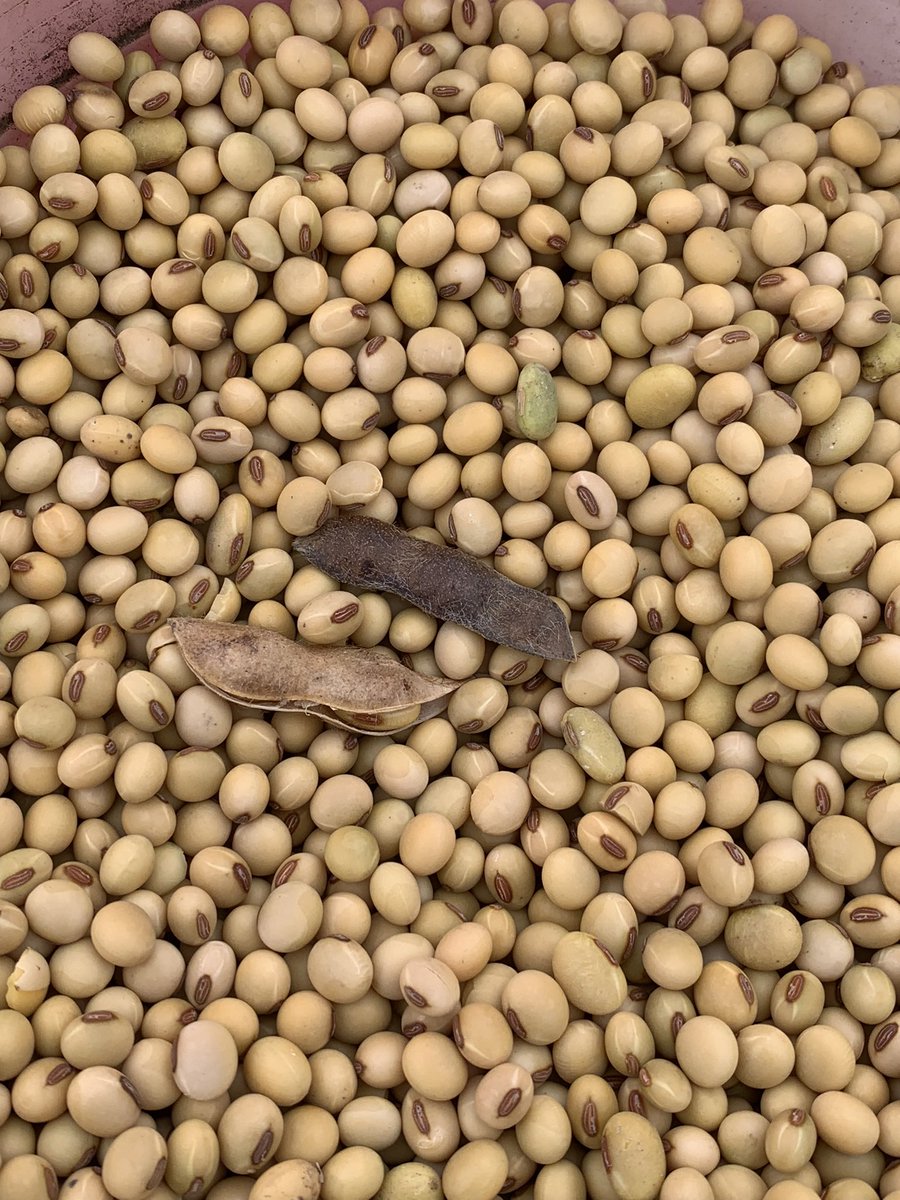 HarmonWilts's tweet photo. Soybean harvest got underway Friday and Saturday. Hoping to roll hard this week. Soybeans just on the edge of being to wet, we are in need of sun. Nice to be retired from Bayer now focusing on the farm this fall. However missing all the great people i worked with over the years. https://t.co/zKI9qVHoqm