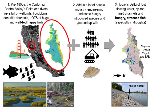 Dr Anna Sturrock (@otolithgirl) on Twitter photo 📢New #OA paper on #salmon #foodscapes + the importance of #trophic subsidies from #floodplain to #river, published by #Landscape #Ecology <a href="/SpringerNature/">Springer Nature</a>📢 rdcu.be/cWCJP
Abridged version below!
CONTEXT
Huge landscape + #foodweb change➡️hungry, stressed salmon 1/6 📢New #OA paper on #salmon #foodscapes + the importance of #trophic subsidies from #floodplain to #river, published by #Landscape #Ecology <a href="/SpringerNature/">Springer Nature</a>📢 rdcu.be/cWCJP
Abridged version below!
CONTEXT
Huge landscape + #foodweb change➡️hungry, stressed salmon 1/6