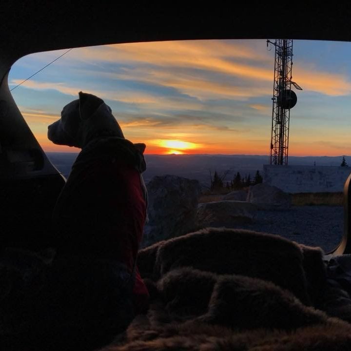 From camping trips to the beach to the top of mountains &amp; everywhere in between, life has been full of adventures since Subaru owner, Shannon, adopted her Underdog, a one-eyed rescue, Indigo. 🧡 Share how your adopted furry friend changed your life!

(📸: Shannon Haraughty)
