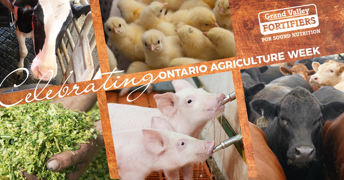 Grand Valley Fortifiers tweet media