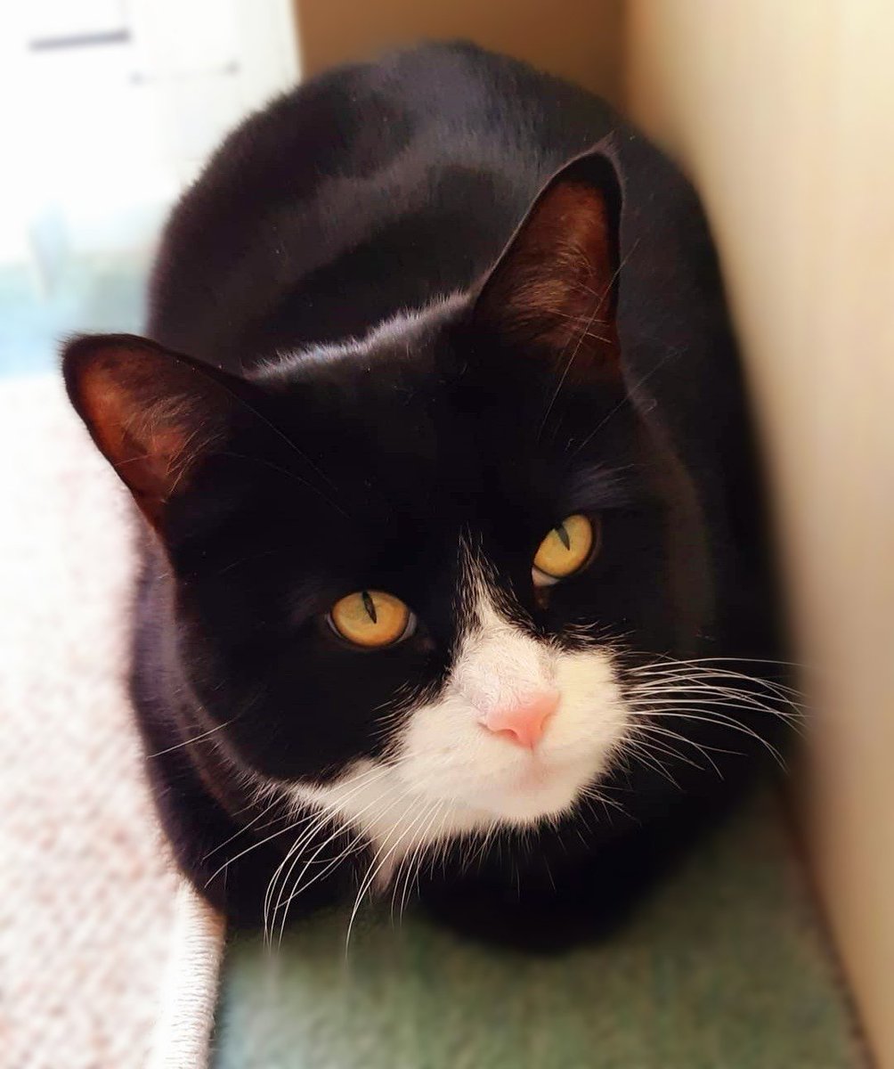 Good afternoon my friends. I am baking a nice warm loaf for #kittyloafmonday - have a pawsome day. We will not be on Twitter tomorrow as Mum is out all day. See you Wednesday. Love Gizmo❤😽❤😽
#CatsOfTwitter #AdoptDontShop #AdoptDontBuy #KindnessMatters❤