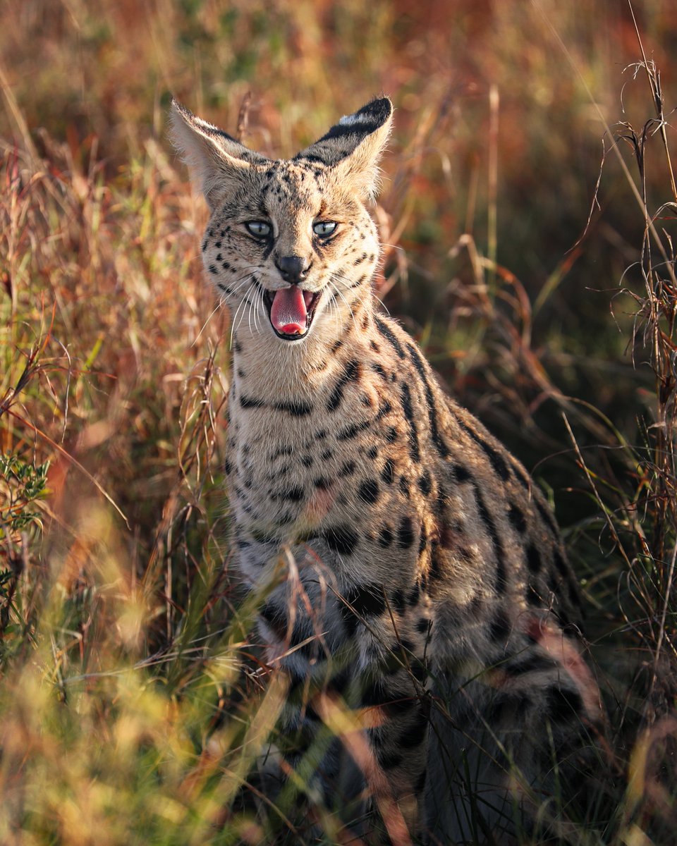 Ishara Kenya tweet media