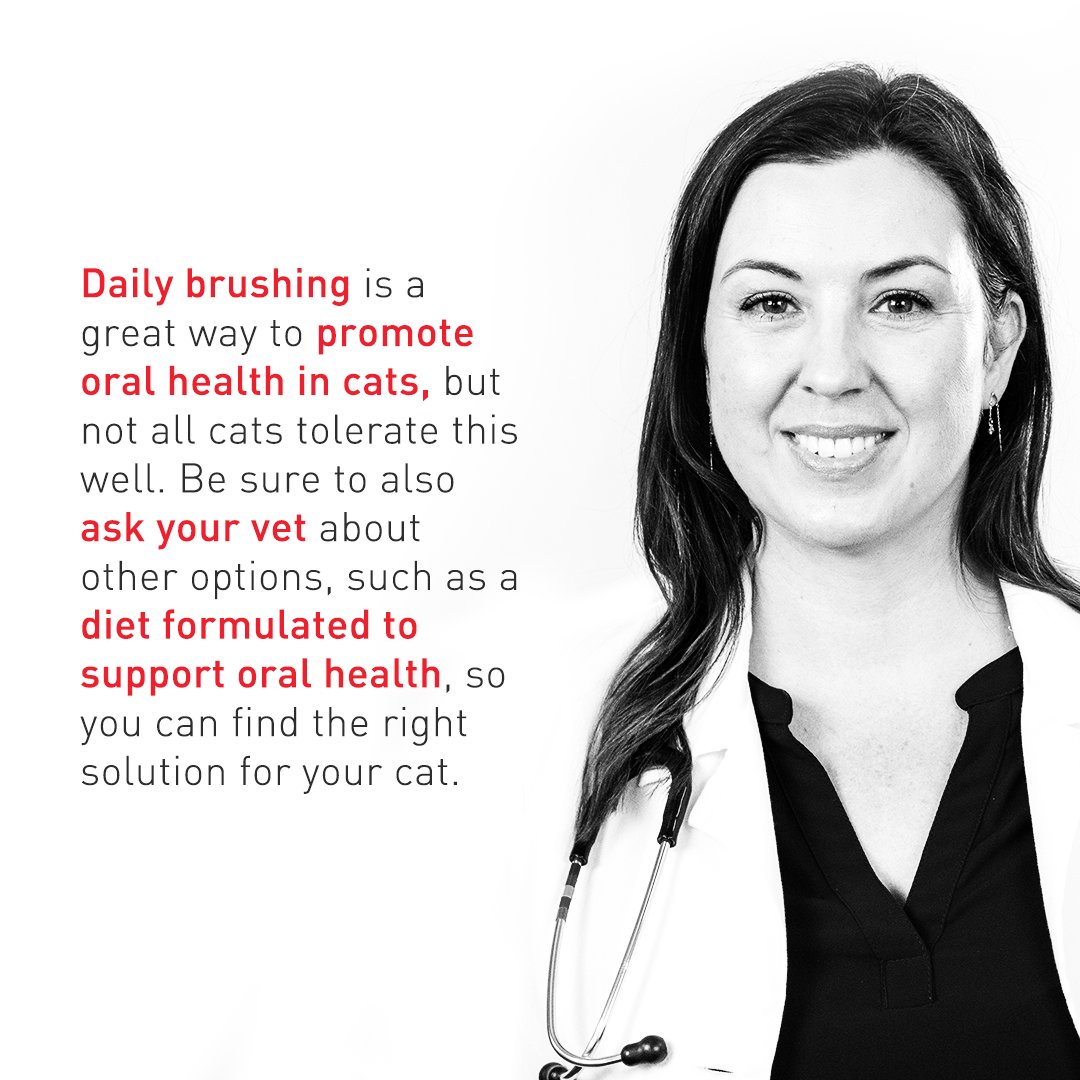 RoyalCanin's tweet photo. You asked, our veterinary expert Dr. Pletz answered. It’s time to talk dental!
#AskAVet. https://t.co/c3lEDXcEhe