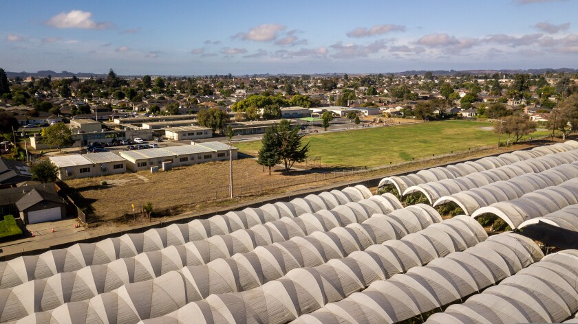 Lookout Santa Cruz tweet media