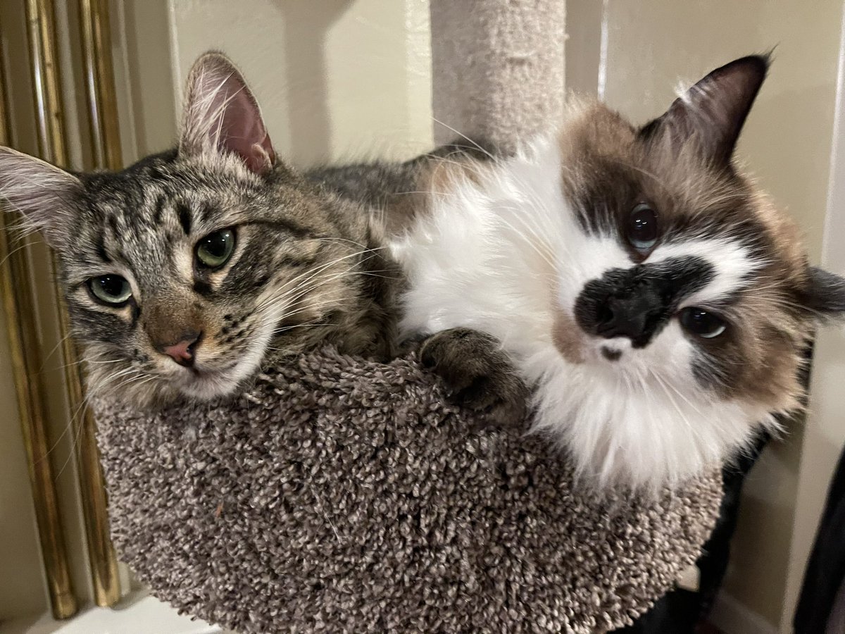 We have two fluffy loaves for #KittyLoafMonday! 🍞Have a great week friends!❤️Badger and Basil❤️ #CatsOfTwitter #cats