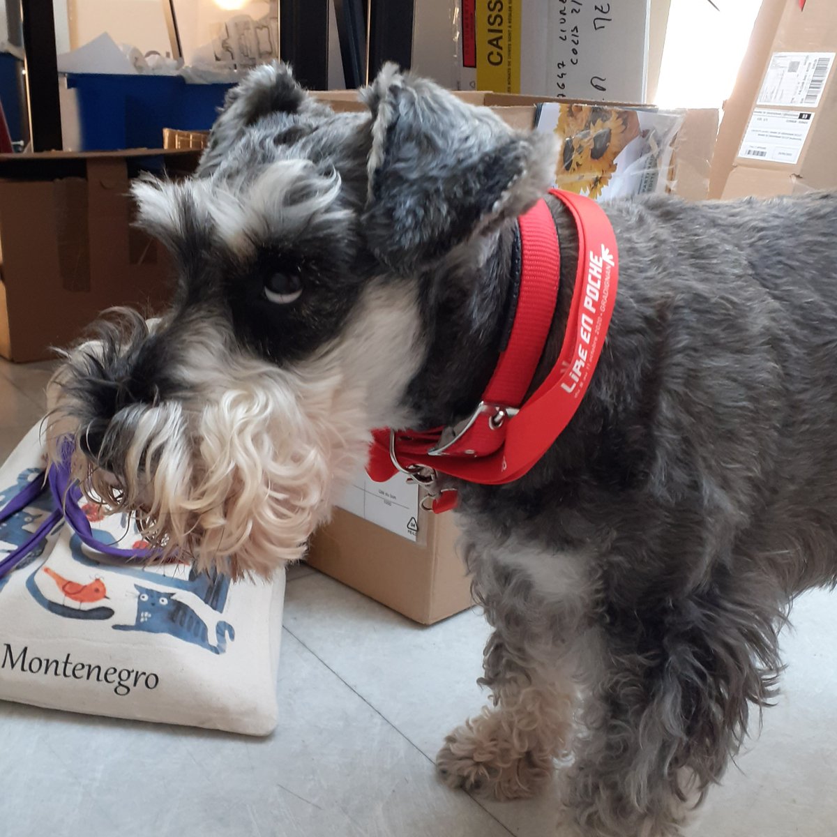 Notre mascotte est très impatiente !
Heureusement, il ne lui reste plus que quelques jours à attendre avant le salon 📚

#Lireenpoche #lireenpoche2022 #mascotte #chienstagram #dogstagram #festivaldulivre #bookstagram #livrestagram