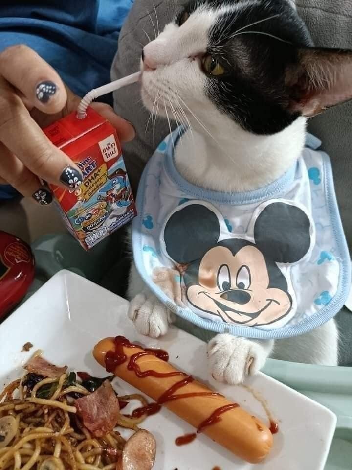 DontShowYourCat's tweet image. choccy milk