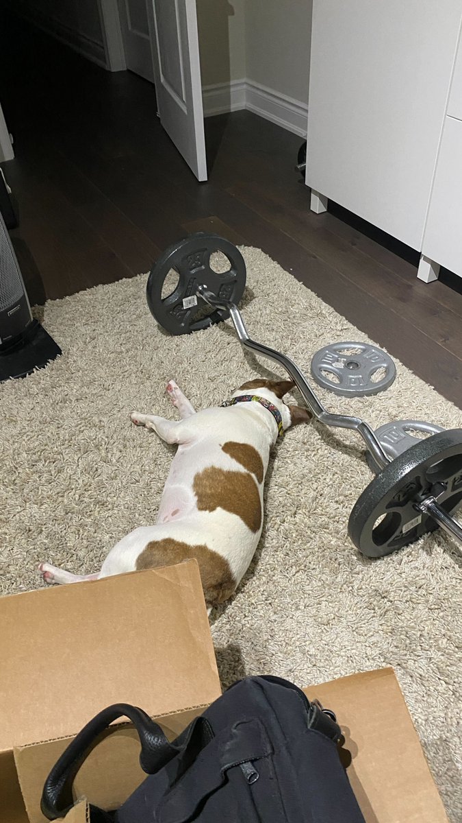 evolve_og's tweet photo. Nap gainz are very important for the creative process. Good afternoon from Milo (and Fady) in Toronto! #evolvepets #viewfromtheoffice https://t.co/gXz1fLU7cr