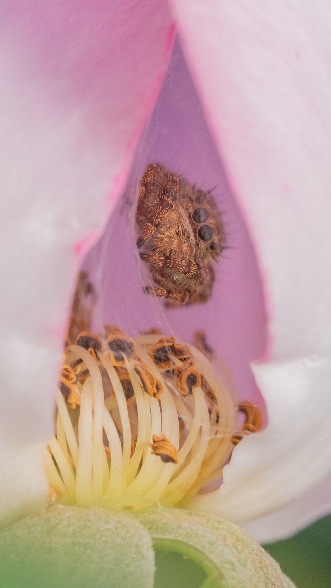 A juvenile Bold Jumping Spider (Phidippus audax) in a rose flower retreat #Arachtober