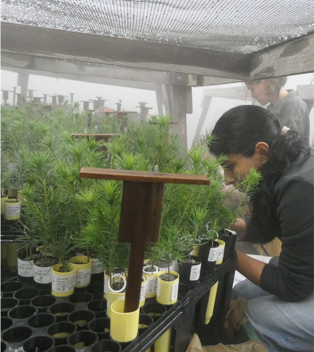 ForestGenomicsLab tweet media