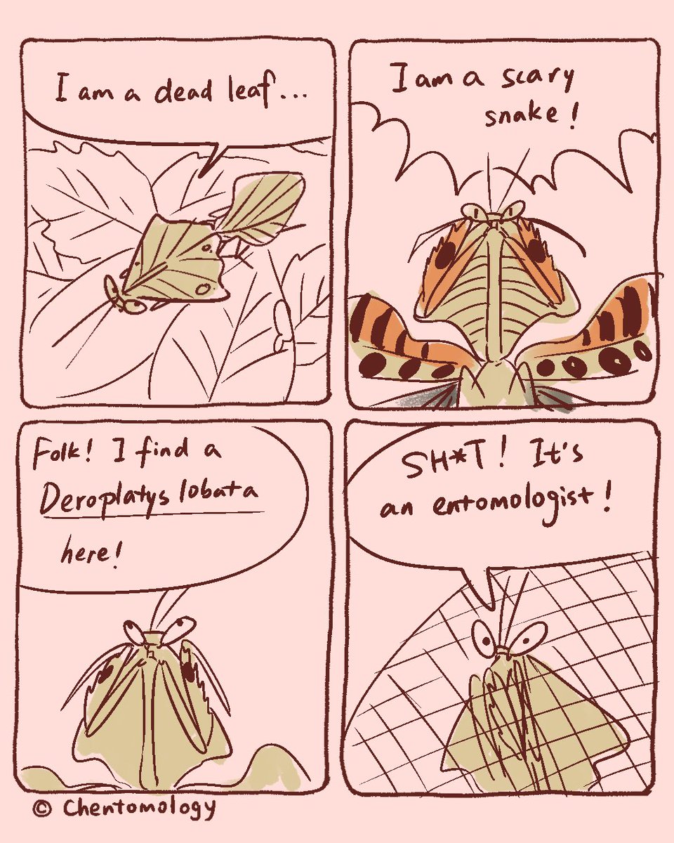 chentomology's tweet image. When camouflage doesn’t work #chentomology #entomology #entomologist #insects #biology #animal #science #scienceart #sciart #cartoon #sciencecomics #entomologyarts #art #artist #digitalart #digitalartist