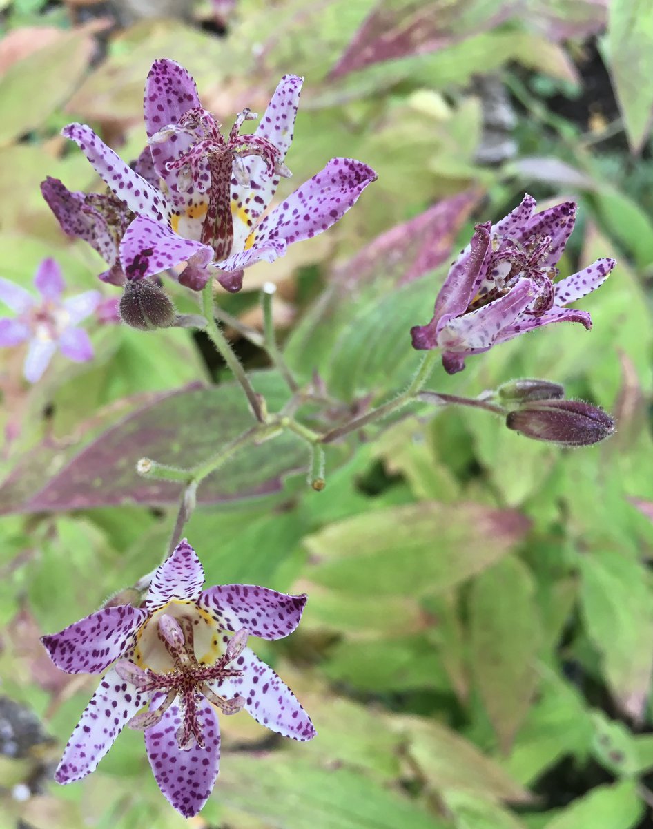 Tricyrtis still flowering and looking even better as the leaves change colour 💜 💚 I do love Autumn! #GardensHour