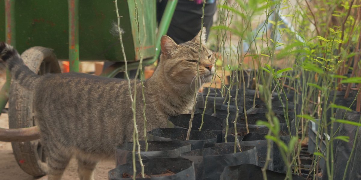 onetreeplanted's tweet photo. A native plant nursery has opened in #Argentina!🌱🎉 @Plantarse is trying to create more green spaces in #BuenosAires. This nursery will connect people and trees to learn and grow together🥰

#PlantATreeDay sponsors, @Kyndryl &amp; @YachakYerbaMate🙏

https://t.co/o4jLUxRMso https://t.co/cfU1I5IHrl