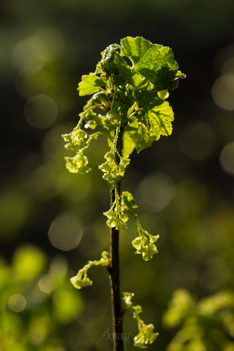 elena__volgina's tweet photo. 🌺🫐
#RibesRubrum #СмородинаКрасная
#RibesNigrum #СмородинаЧёрная
#Ribes #Grossulariaceae #Смородина #Крыжовниковые https://t.co/EtS09zrmyc