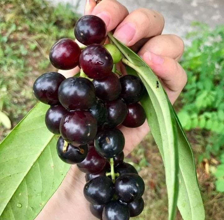 Şeker hastalığına,tansiyona, karaciğer yağlanmasına, alzheimere, diyabet 2 ,reflü, bağırsak, doku ve cilt hastalığına, bronşit, kanser, prostat ve sayamayacağımız birçok hastalığa iyi gelen tedavi eden karayemiş(taflan) pekmezi. Sınırlı miktarda. #karayemişpekmezi #taflanpekmezi