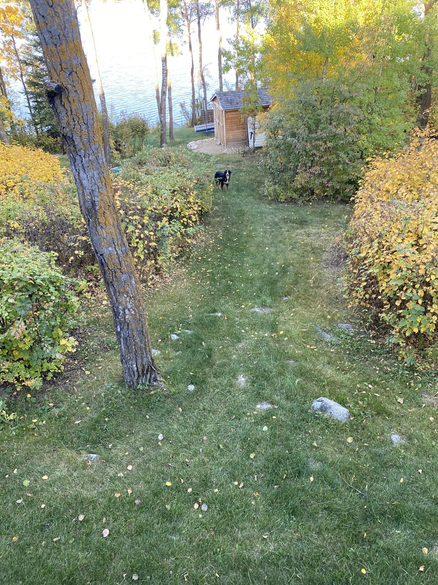 LittleDenene's tweet photo. I spy my little friend, and she spies me❤️. #dogsoftwitter #companion #lookingoutforme https://t.co/4JHdsfKq7A