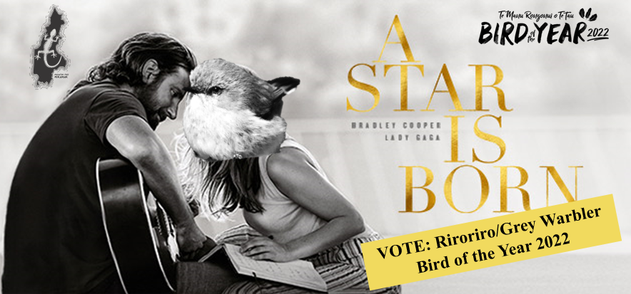 Coming soon to a theatre near you.
.
#GreyAllDay
#TeamRiroriro
<a href="/Forest_and_Bird/">Forest & Bird</a> #BOTY2022