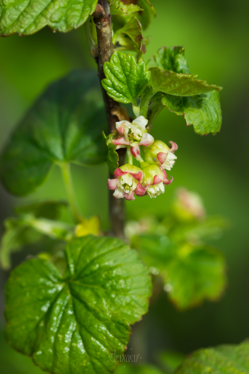 elena__volgina's tweet photo. 🌺🫐
#RibesRubrum #СмородинаКрасная
#RibesNigrum #СмородинаЧёрная
#Ribes #Grossulariaceae #Смородина #Крыжовниковые https://t.co/EtS09zrmyc