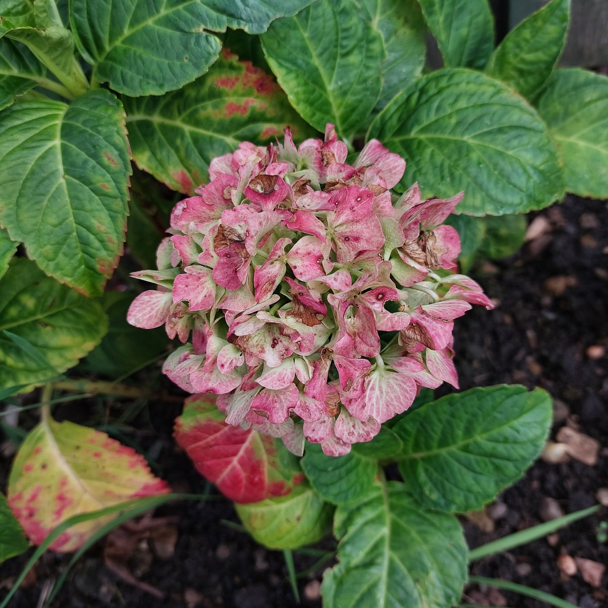 Even when finishing, the colours on hydrangea are so beautiful 💗
#gardenshour #flowersphotography #hydrangealove #garden