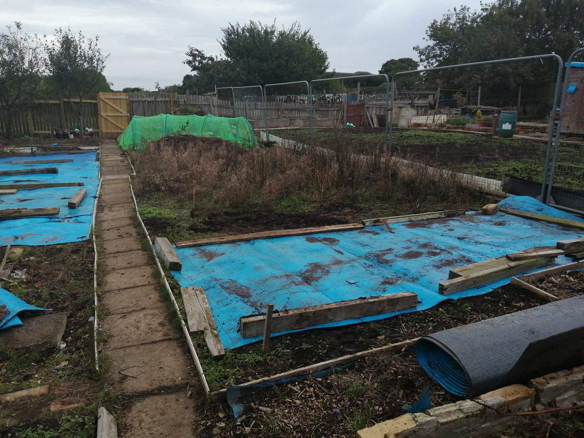 One side of my recently acquired allotment plot, now covered ready for making beds in spring, starting on the other side #growwithgyo