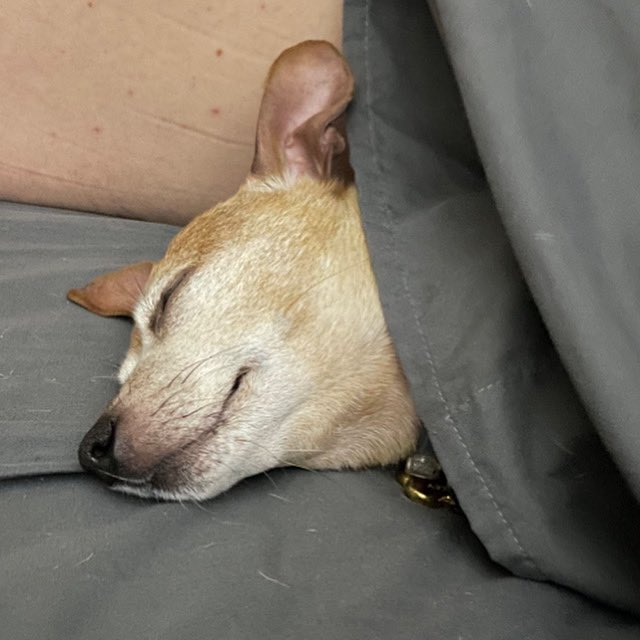 Momma laugh at me and take picture because I acting “like hooman snuggling in bed” last night. 🤷‍♀️ Sorry not sorry. I cozy, Momma! 😊 #dog #dogs #dogtwitter #twitterdog #chiweenie #chiweeniesoftwitter