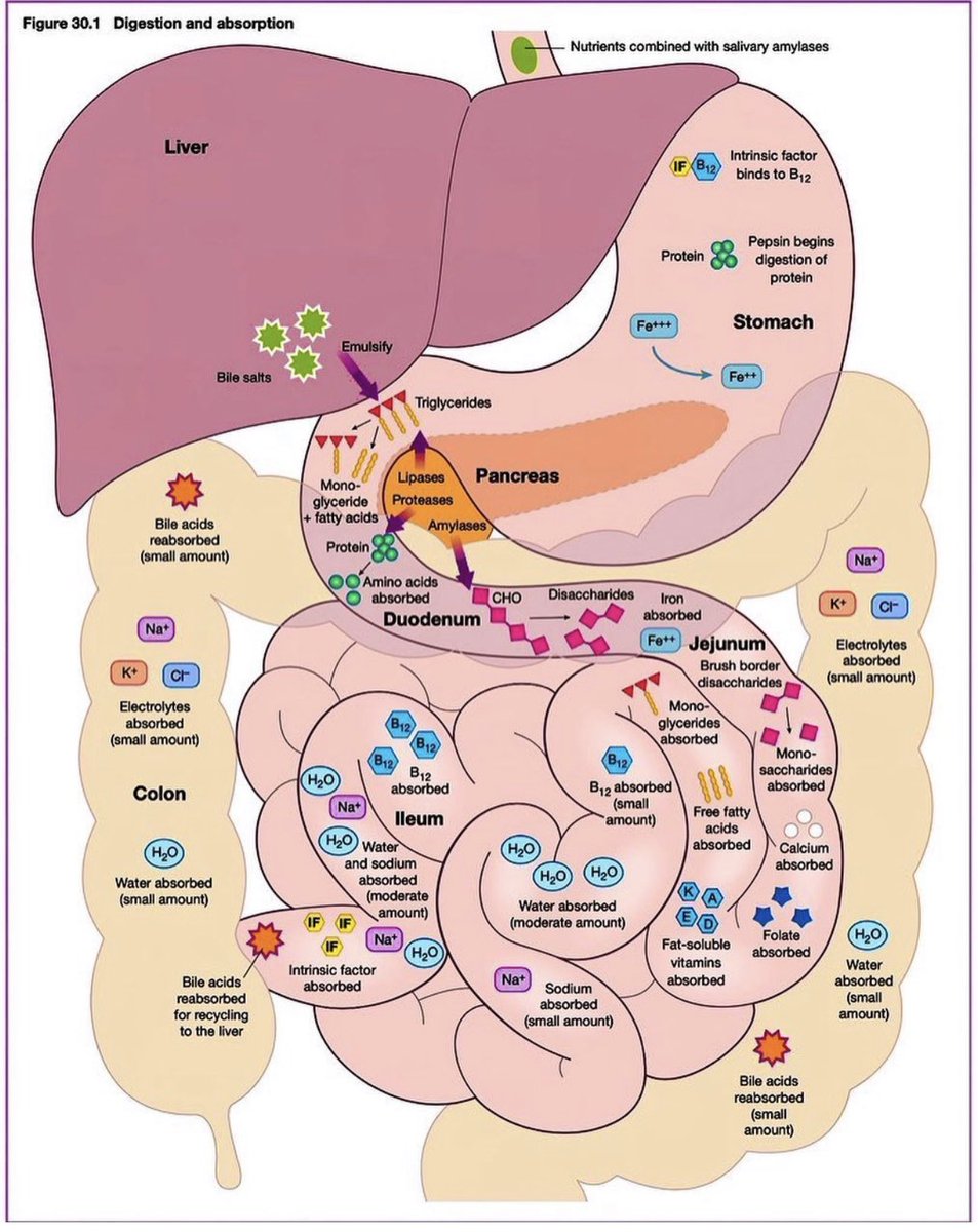 📍Digestion and absorption of nutrients
#MedEd #MedTwitter #FOAMed