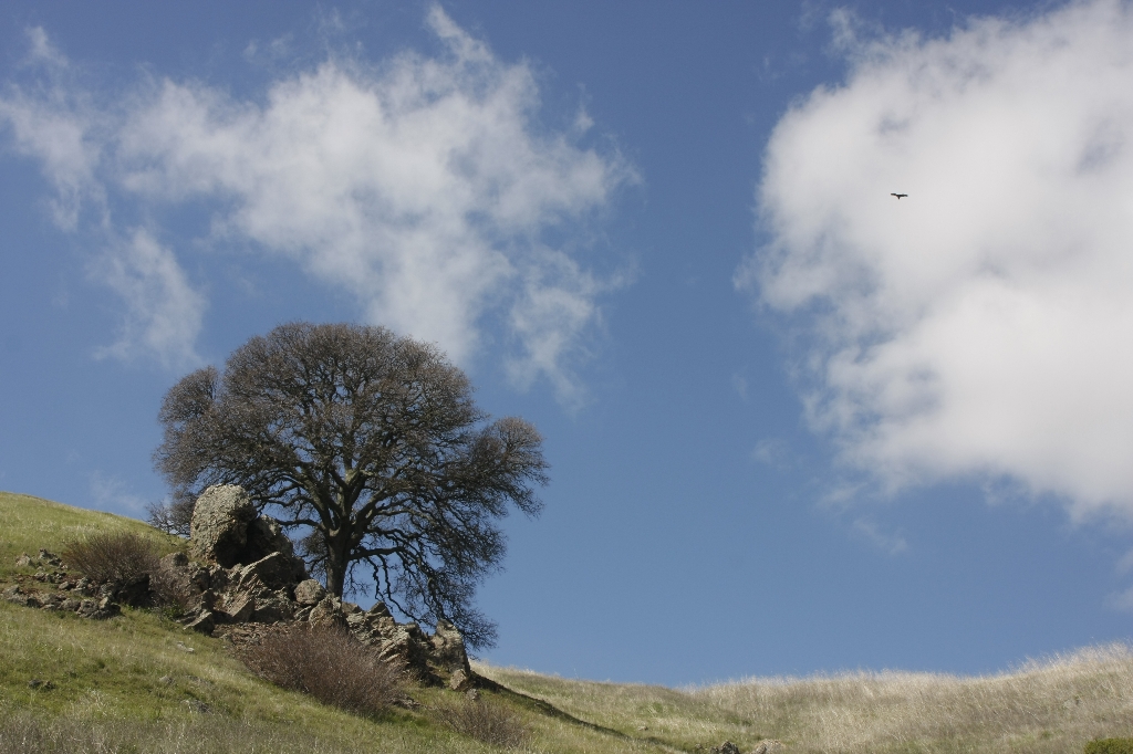 FototakerTony's tweet photo. Another #blastFromthePast of a #formerLife on the #WestCoast #roadTrip #nubes #estoydeViajes #clouds #Trees #arboles https://t.co/DK4cYym56y
