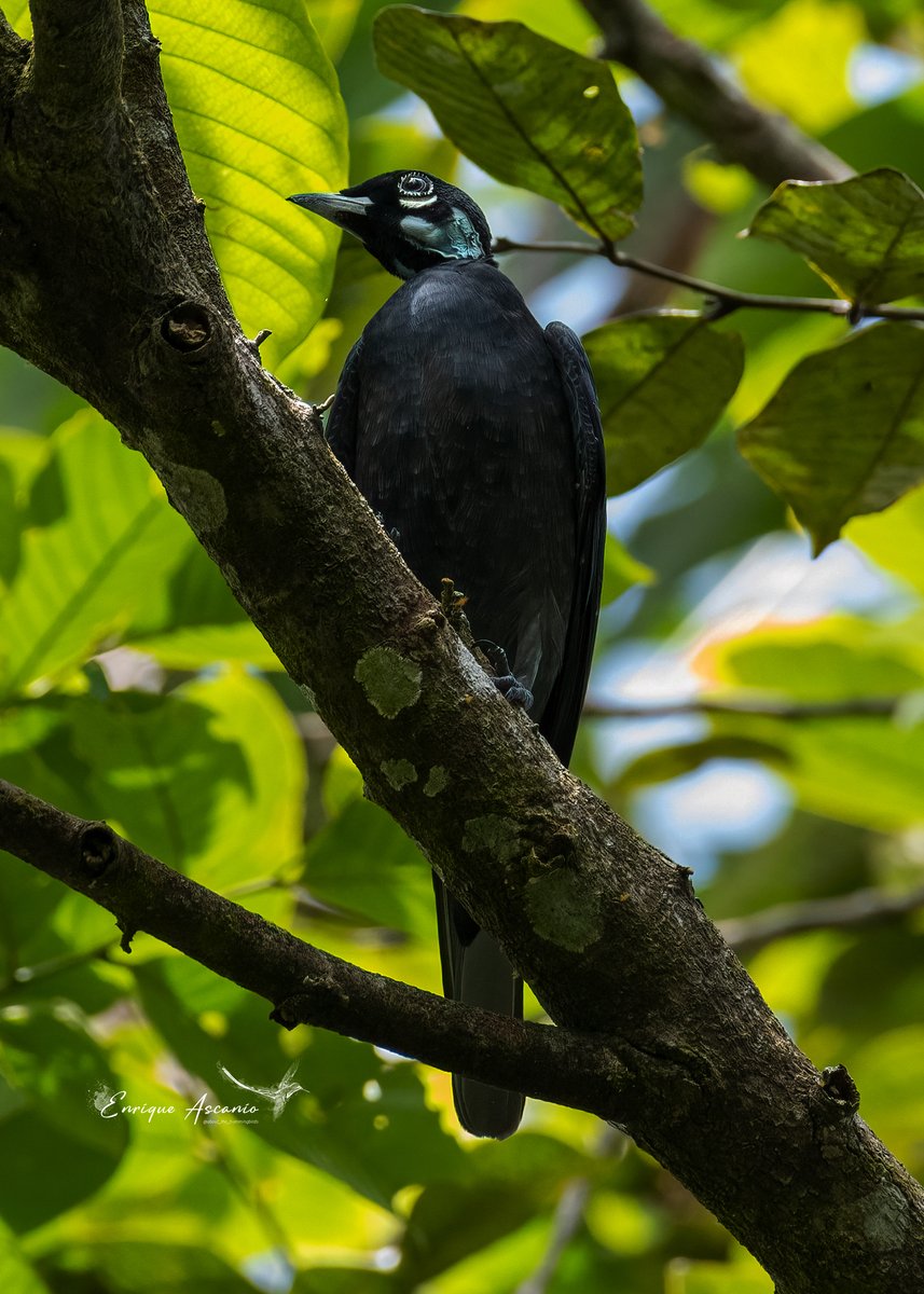 AHummingbirds's tweet image. Cotinga cuellopelado
The bare-necked fruitcrow (Gymnoderus foetidus)
Colombia y sus maravillosas aves.
Como no enamorarse de este hermoso país?
