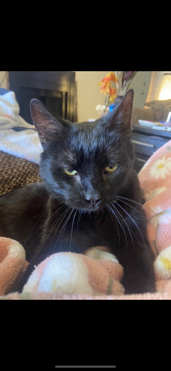 harrell_baylee's tweet photo. Okay hear me out- what if me and my cat dress as matching Rasputins for Halloween… I go as the Russian Rasputin, and he goes as himself- Rasputin. @catsofpolisci @evilbmcats #spookyseason https://t.co/rEIYIO39a0
