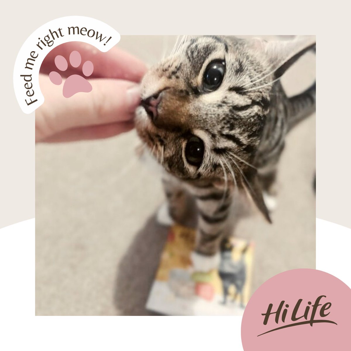 Nothing gets a cat moving quite like a treat, and Nala is no exception as she munches on HiLife its only natural Chicken Breast Treats! The treat bag doubles as a footstool for extra height so she can get to the treat quicker - what a clever cat! 😆 🐾 

hilifepet.co.uk/collections/hi…