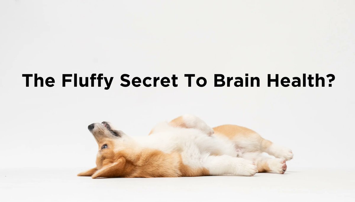 Find out how your pet can help with your brain health in our new blog article, and comment with a cute picture of your fluffy friend below👇 🐱🐶! buff.ly/3C0laGp