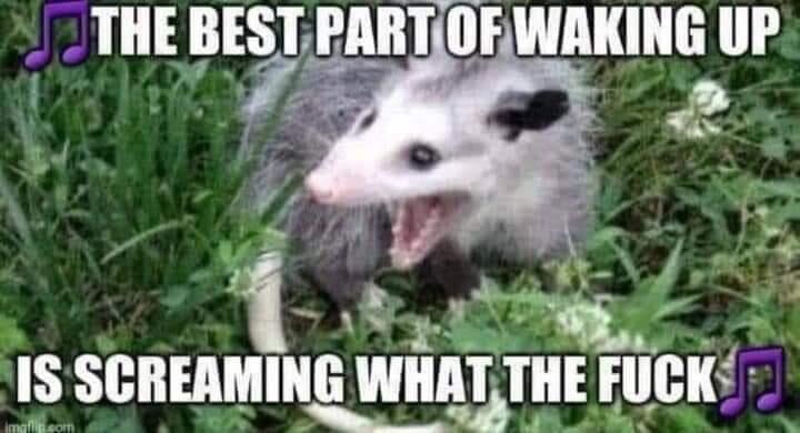 adelpreore's tweet photo. Monday morning #possumdrop https://t.co/F2rC1T3NsN