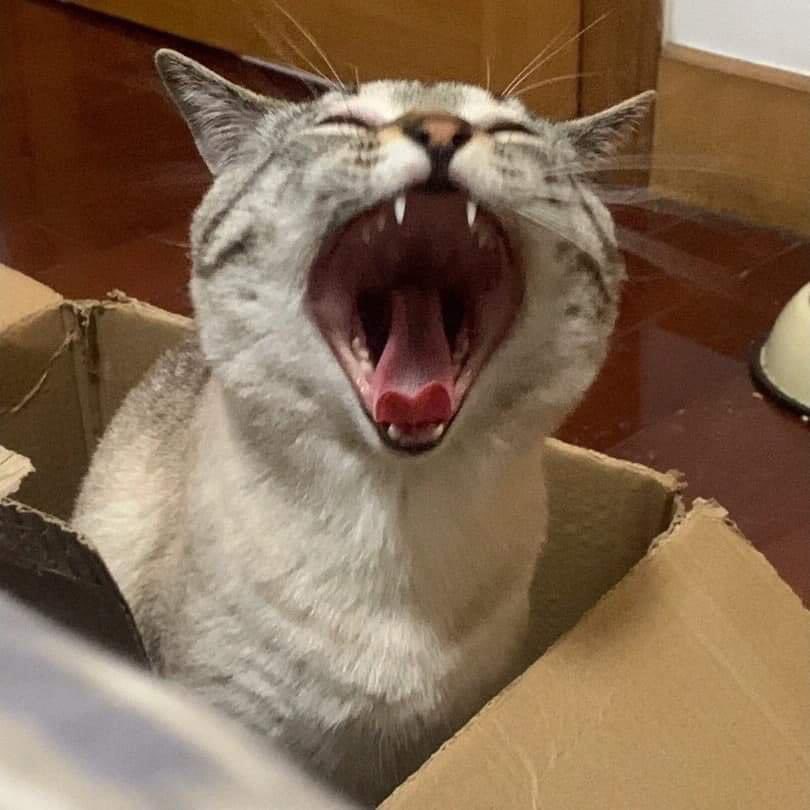 DoseOfCatto's tweet photo. how to yawn step by step. https://t.co/9jO7b91mp0