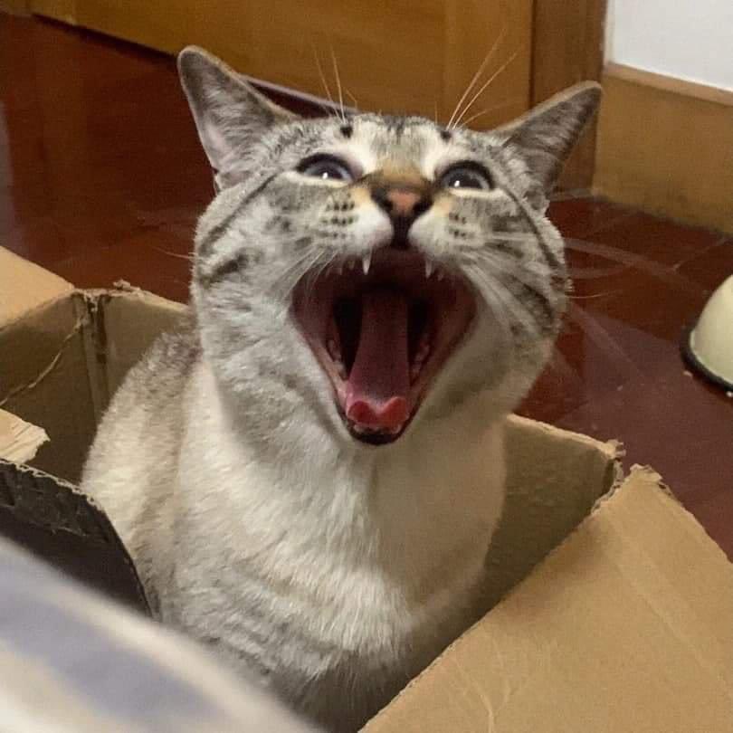 DoseOfCatto's tweet photo. how to yawn step by step. https://t.co/9jO7b91mp0
