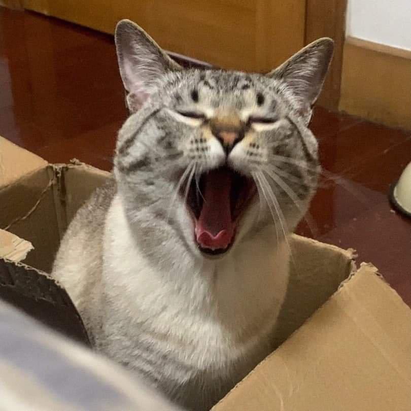 DoseOfCatto's tweet photo. how to yawn step by step. https://t.co/9jO7b91mp0