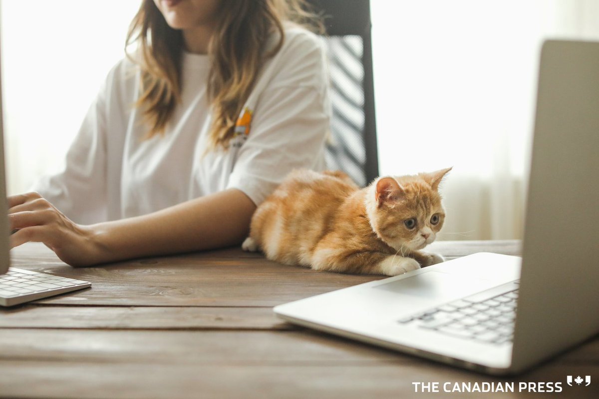 The Canadian Press tweet media